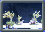 aquarium_solutions_llc002012.jpg