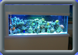 aquarium_solutions_llc007013.jpg
